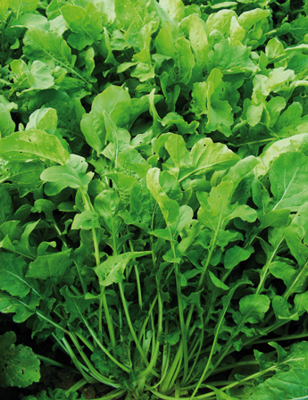 Rucola