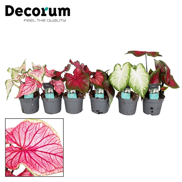 Caladium Mix