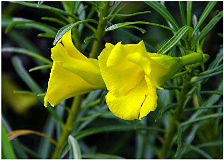 Yellow Oleander Mini