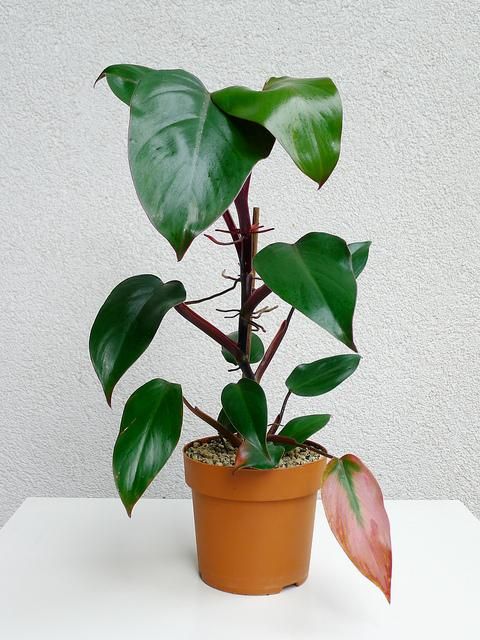 Red Emerald Philodendron