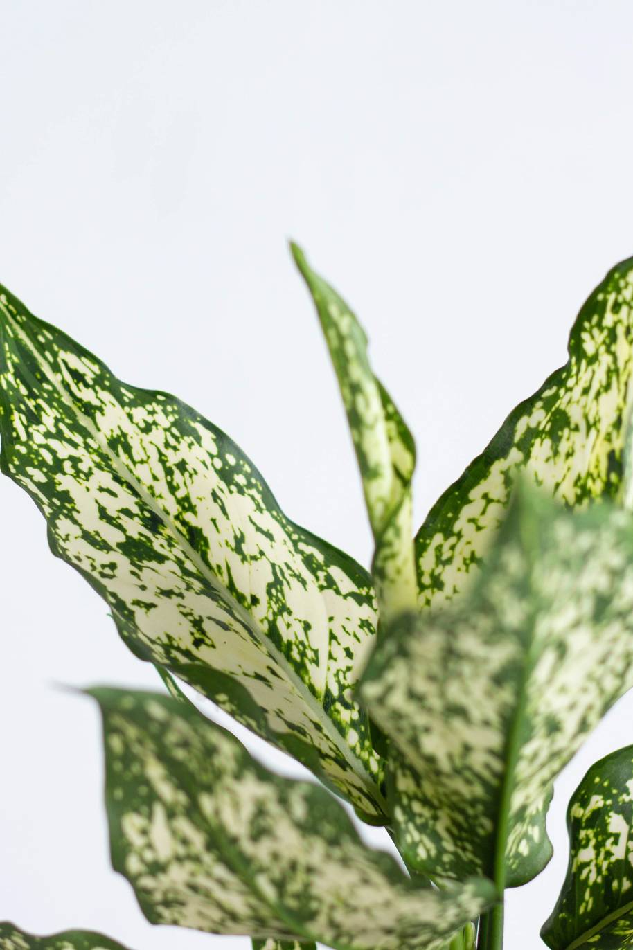 Aglaonema Snow White