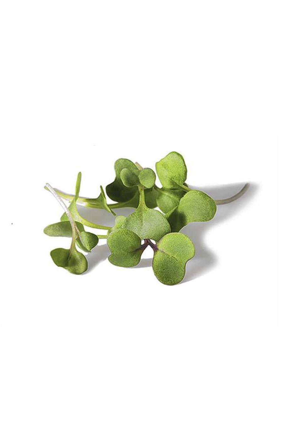 Broccoli Microgreen Seeds