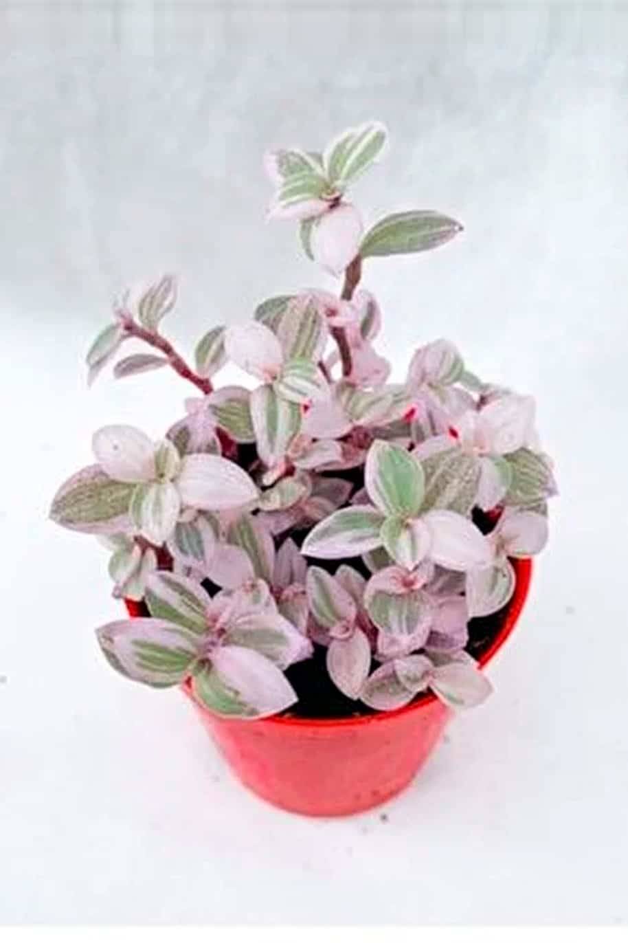 Callisia Pink Panther Mini