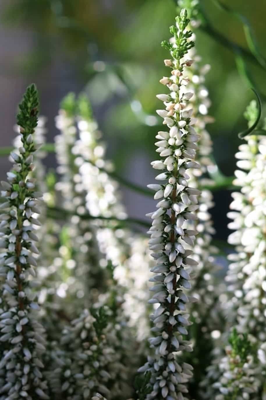 Calluna vulgaris