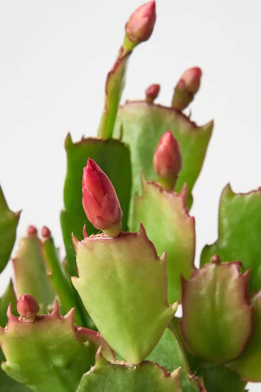 Christmas Cactus