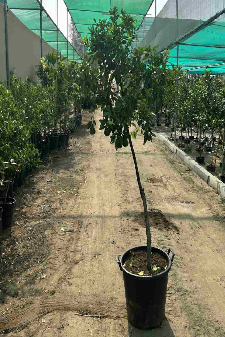 Dekopon Citrus Tree