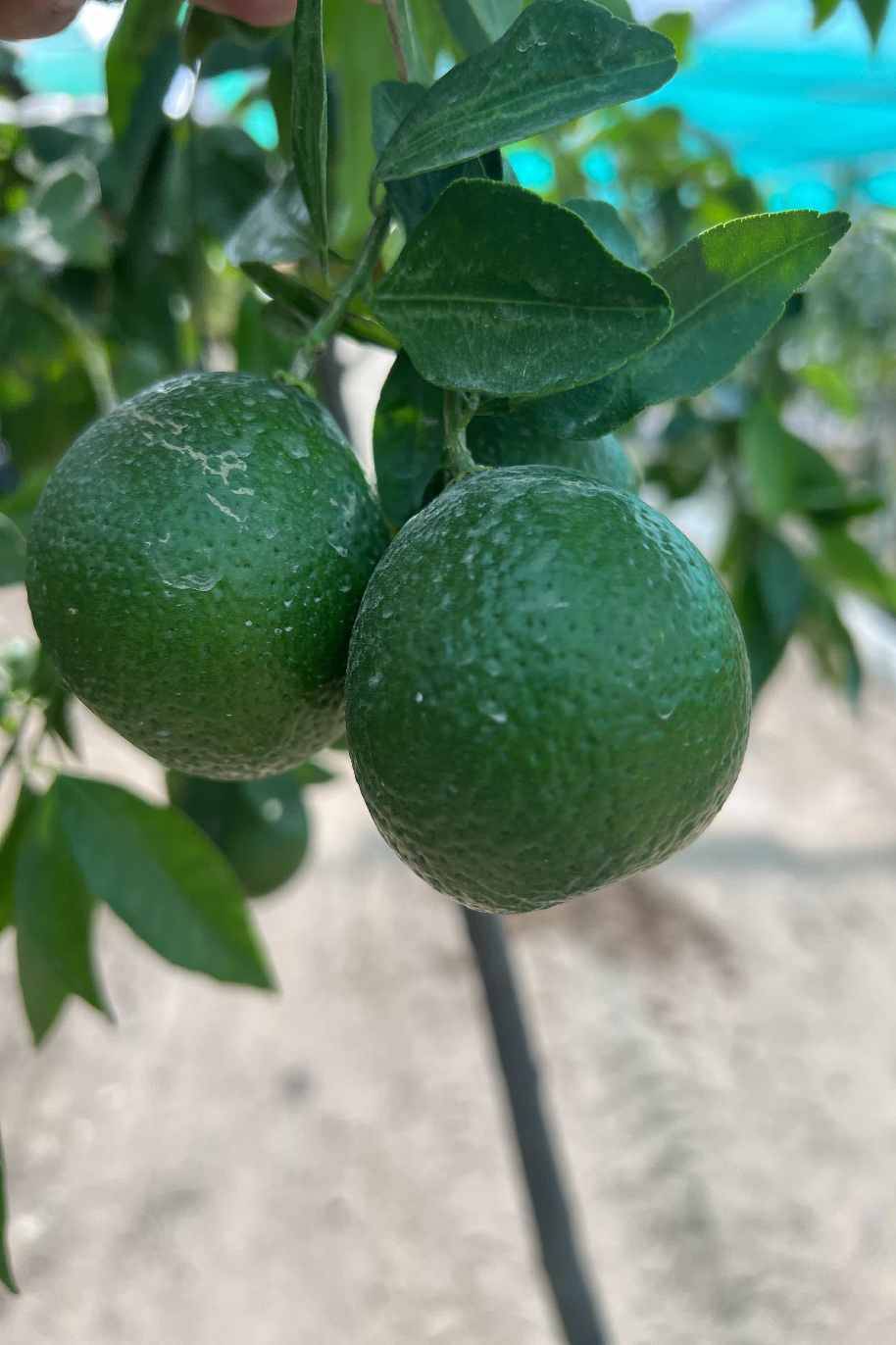 Dekopon Citrus Tree