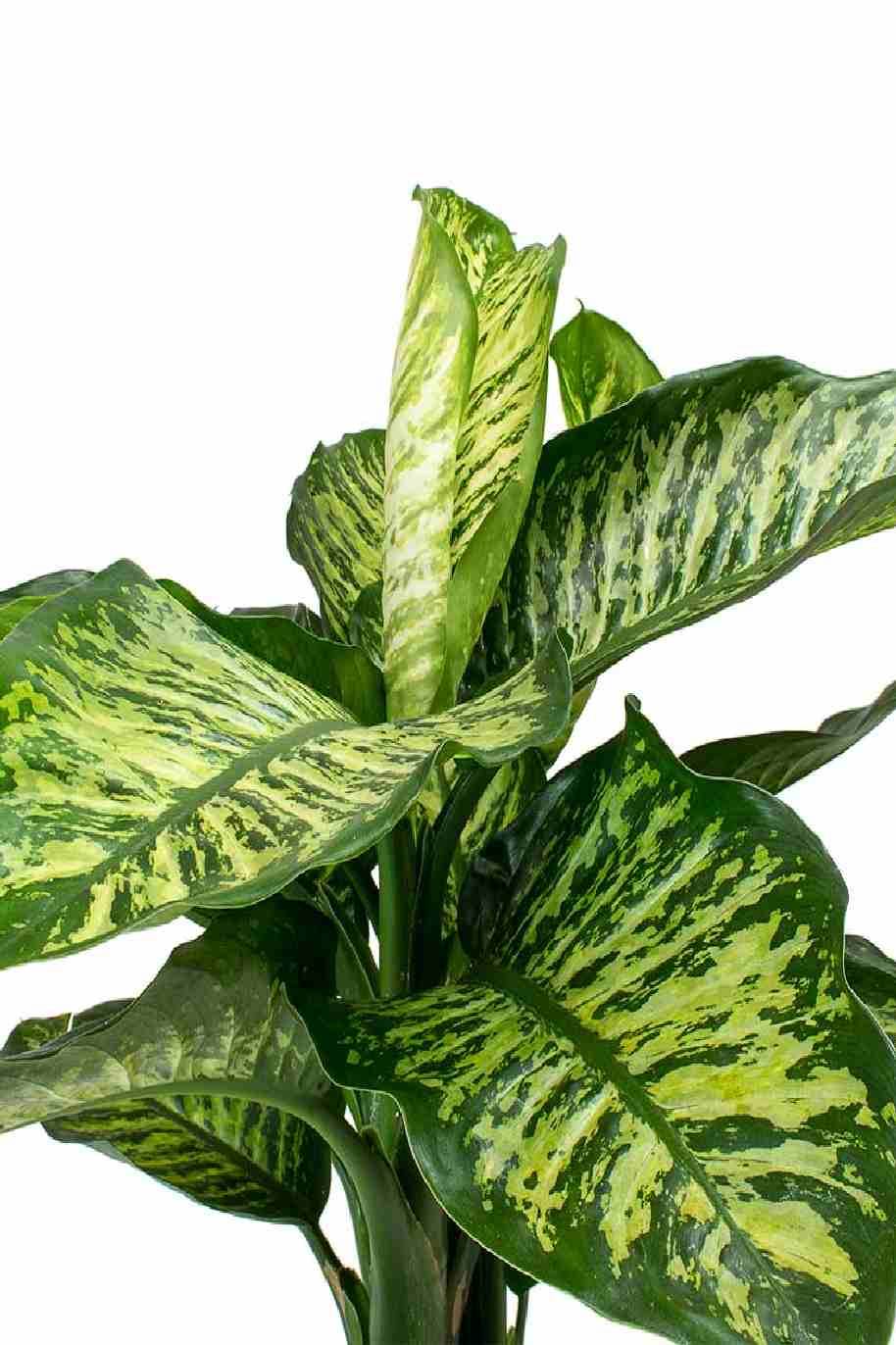 Dieffenbachia Maroba - Dumb Cane