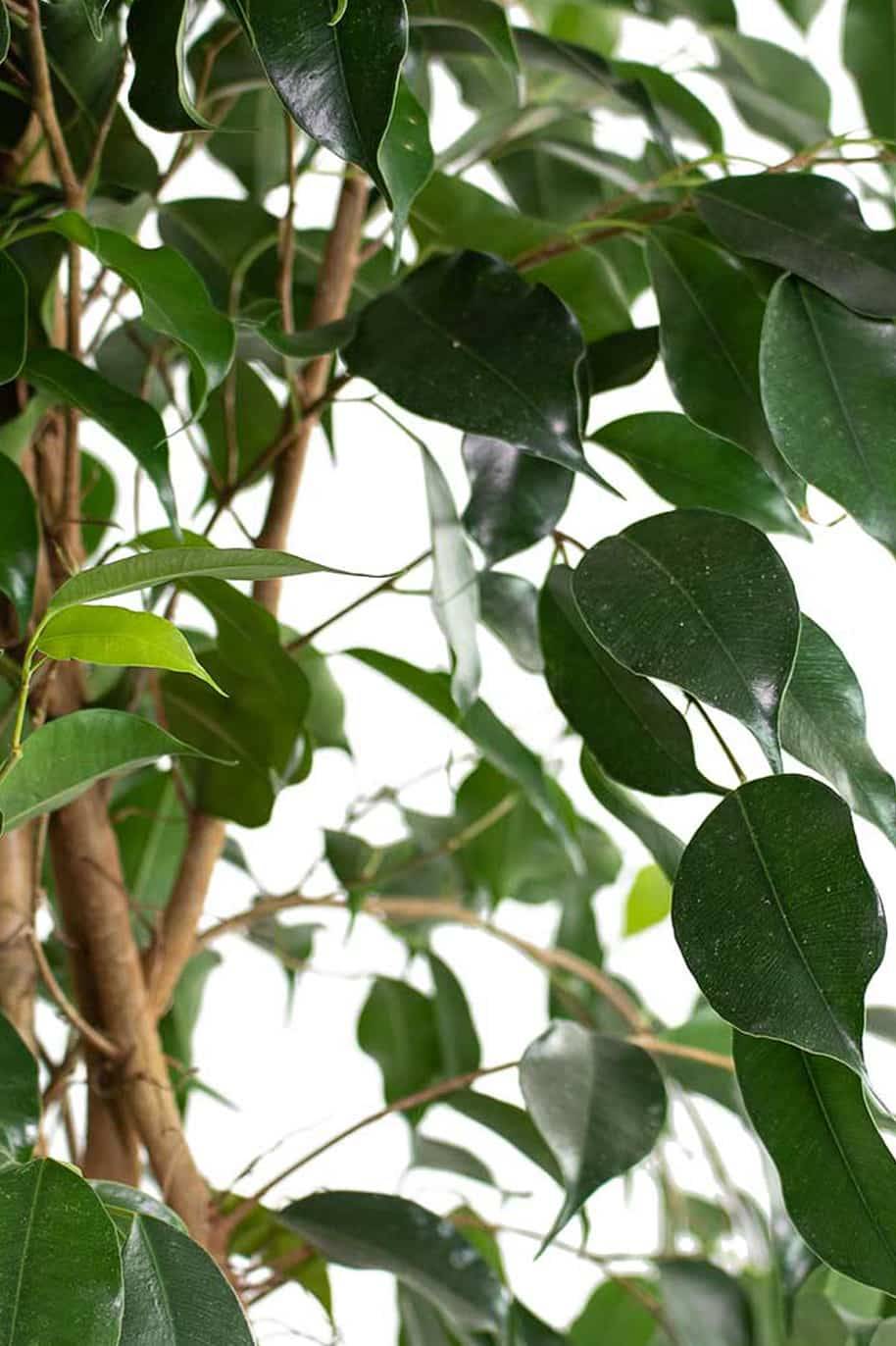 Ficus Benjamina Holland