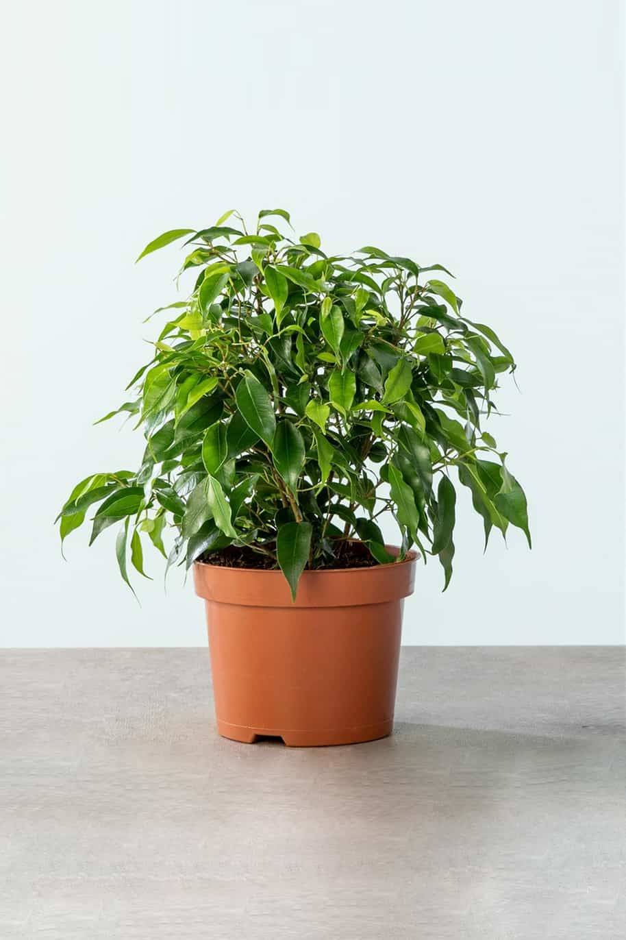 Ficus Benjamina Dwarf