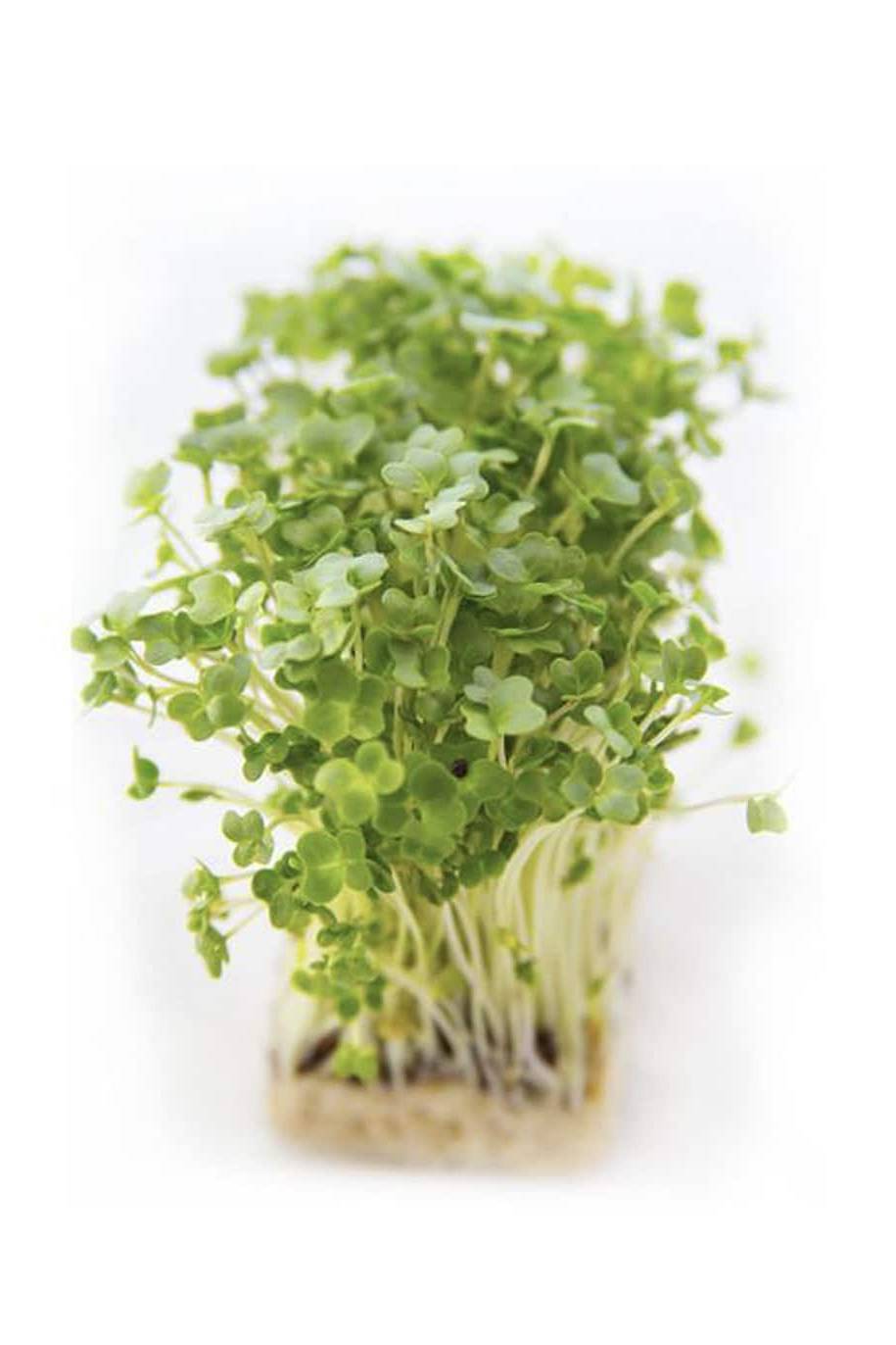 Garden Cress Microgreen Seeds