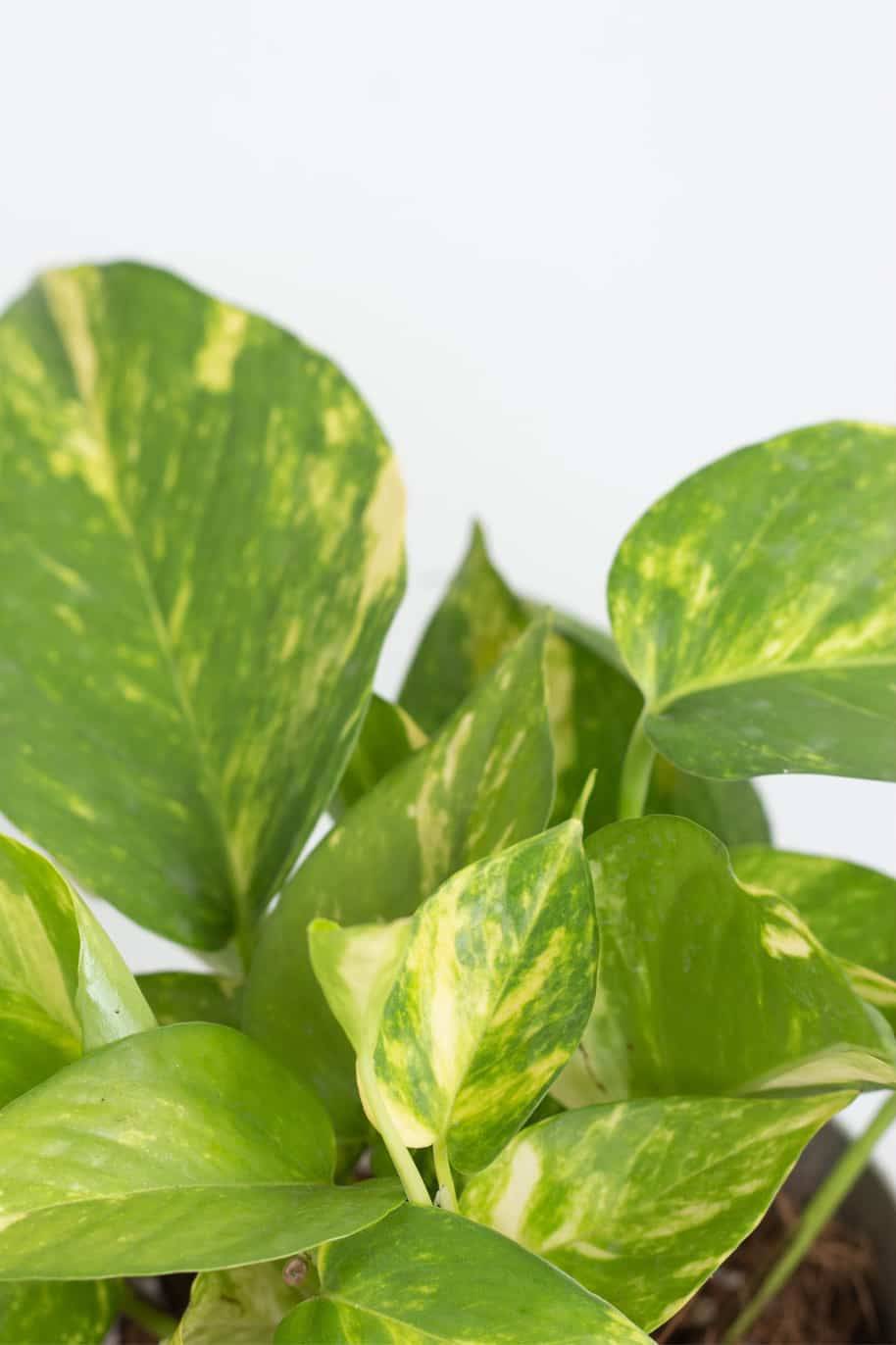 Golden Pothos Hanging