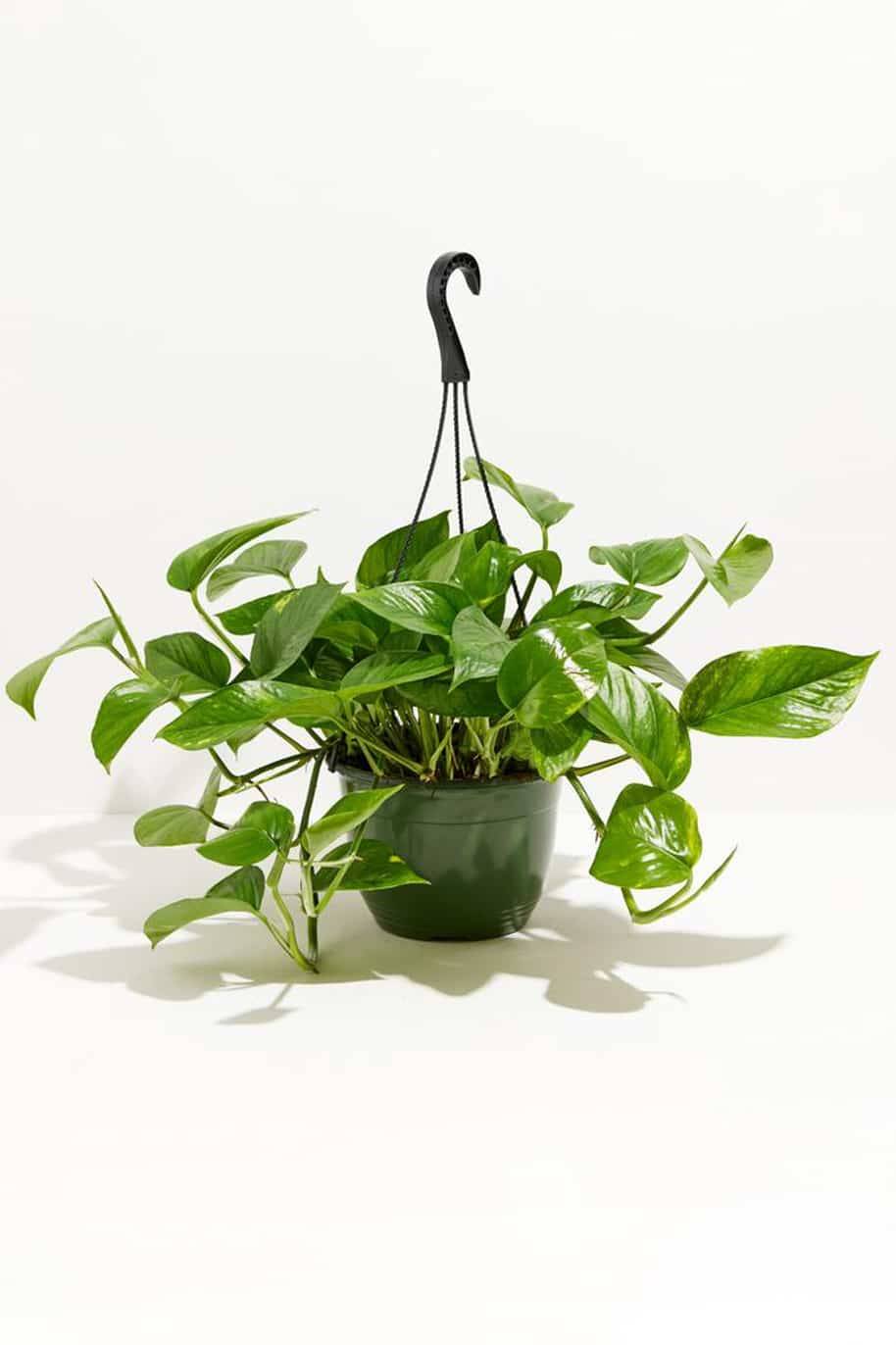 Golden Pothos Hanging