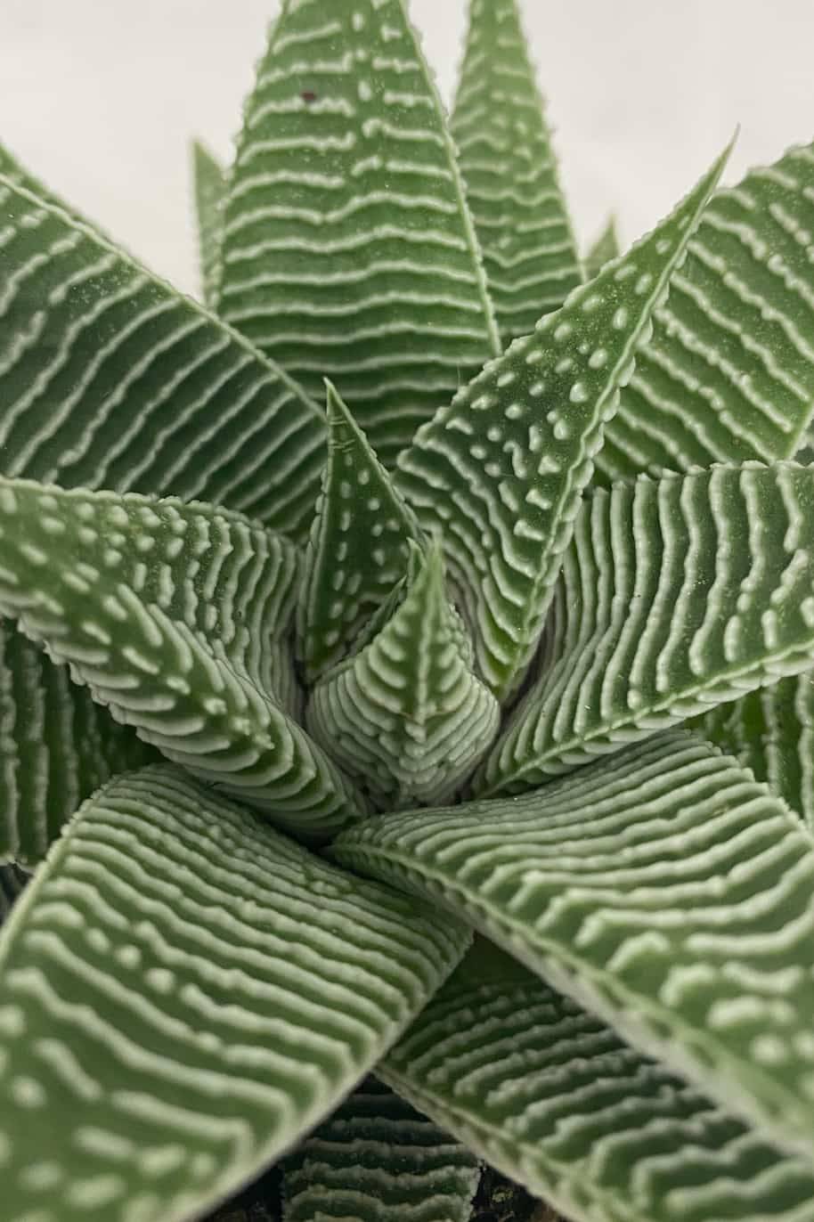 Haworthia Spider White