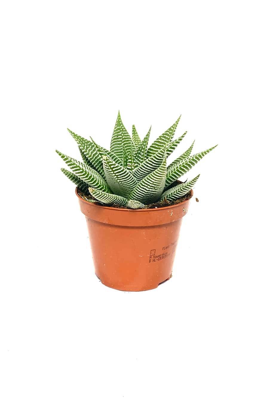 Haworthia Spider White