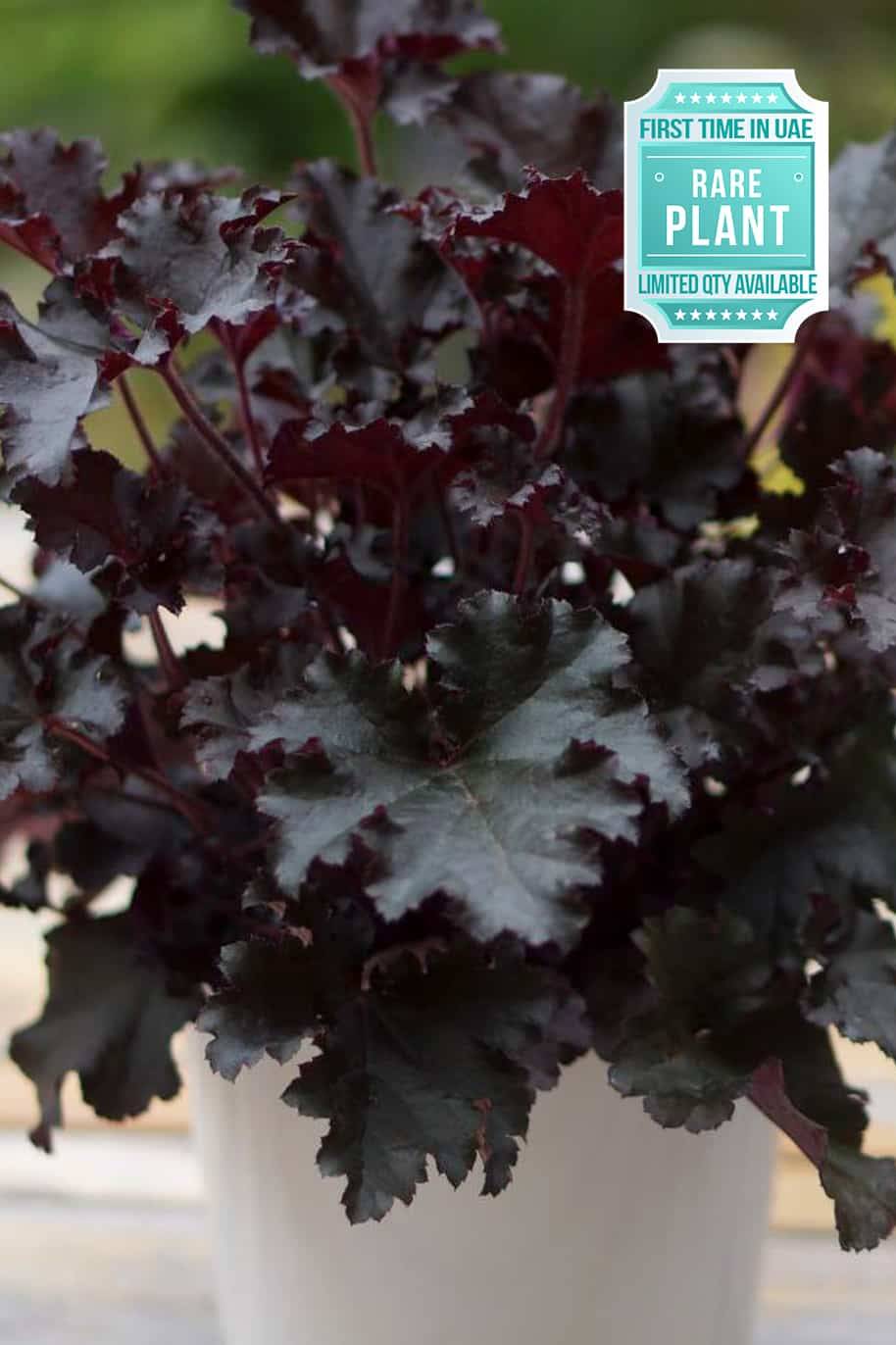 Heuchera Dark Secret