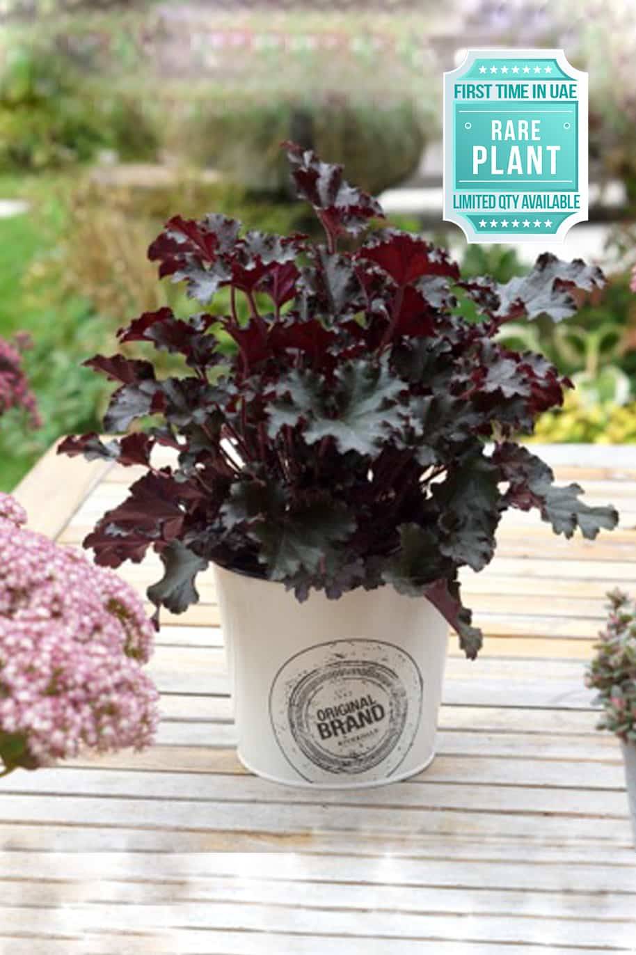 Heuchera Dark Secret