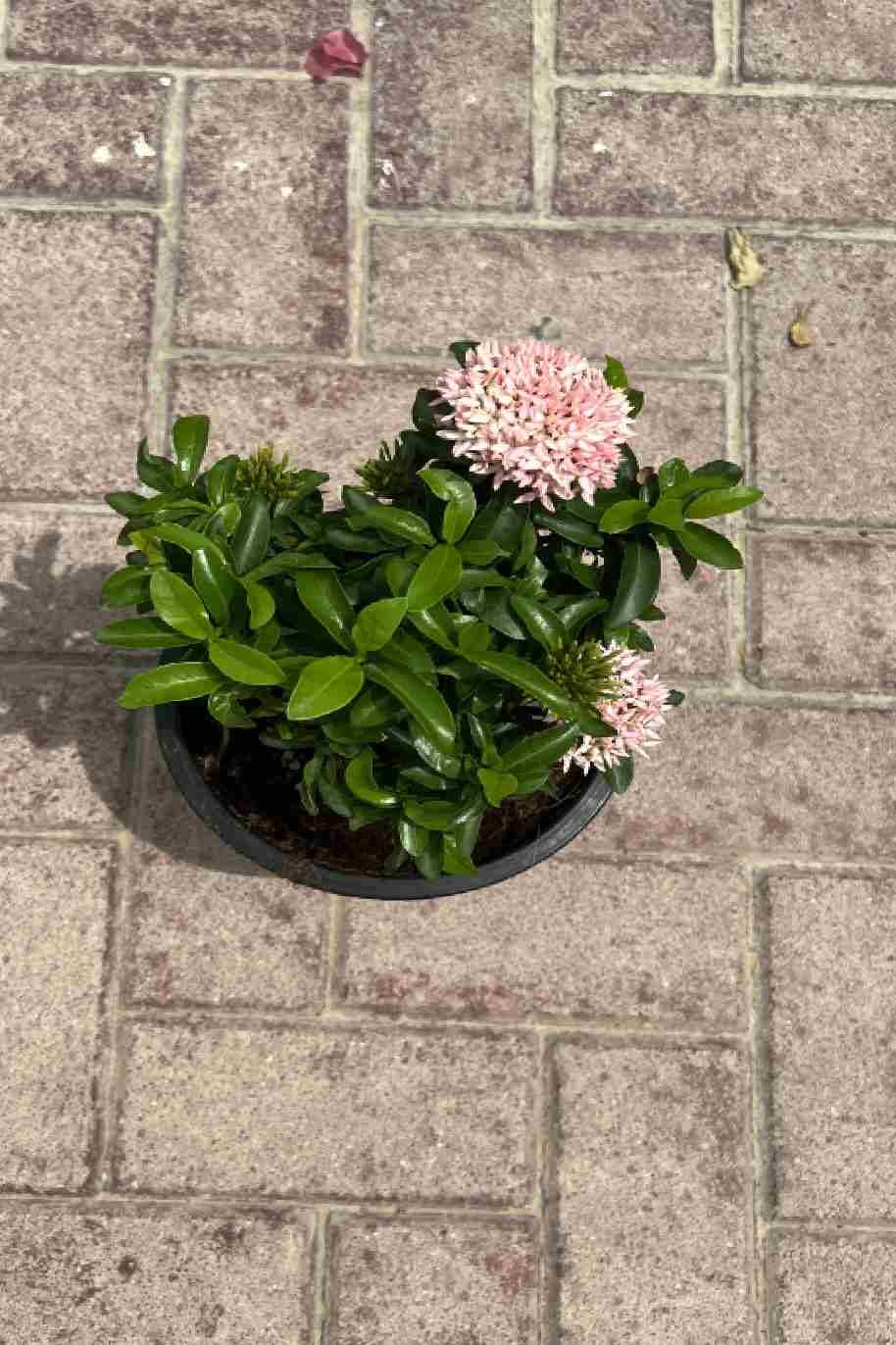 Ixora Chinensis Pink