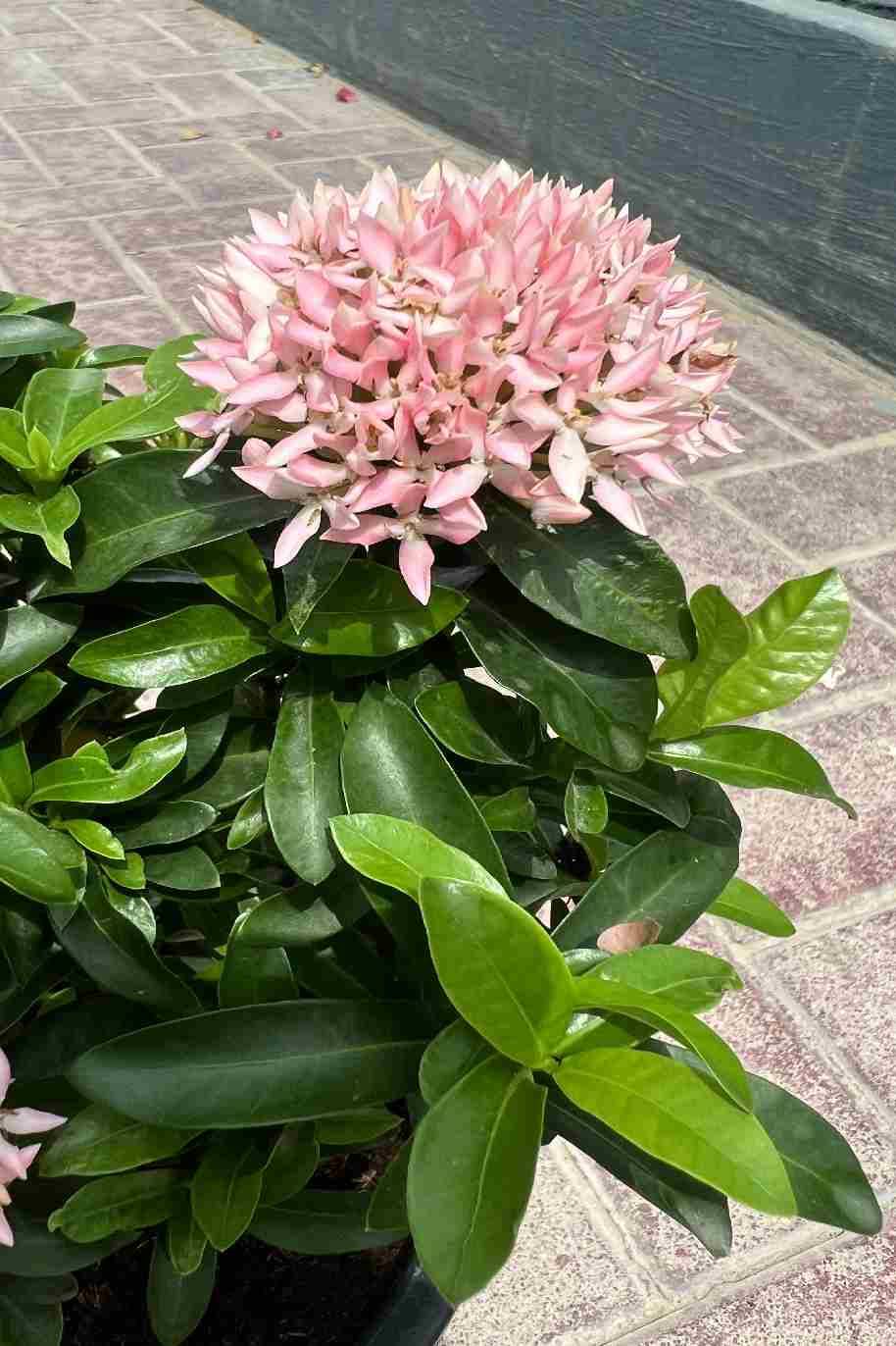 Ixora Chinensis Pink