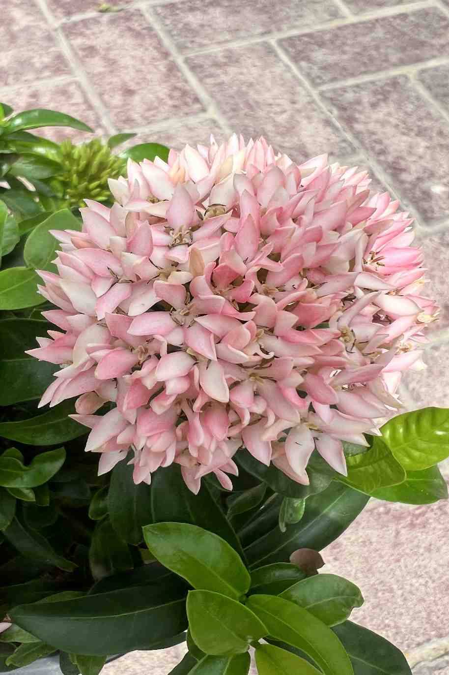 Ixora Chinensis Pink