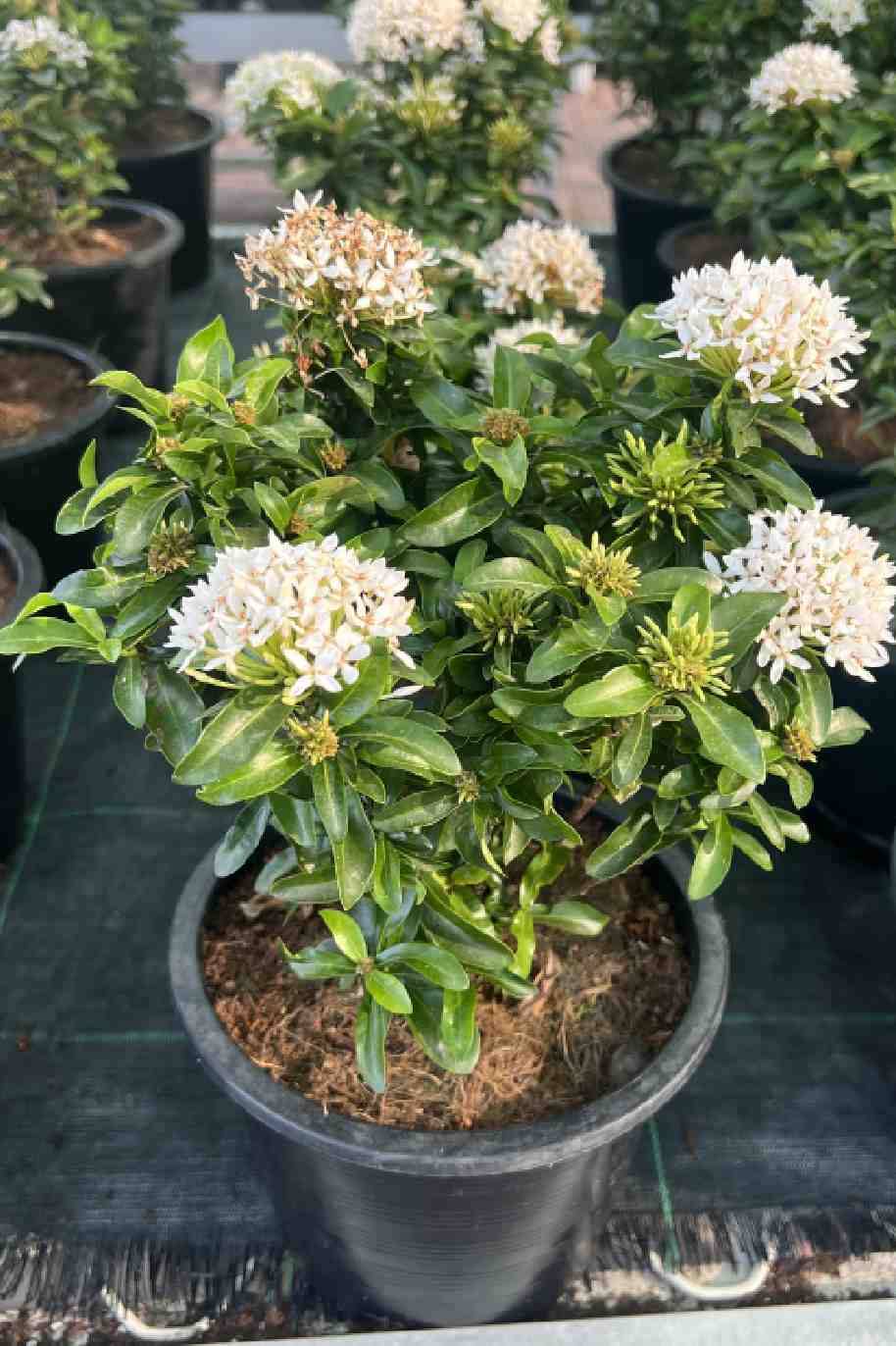 Ixora White