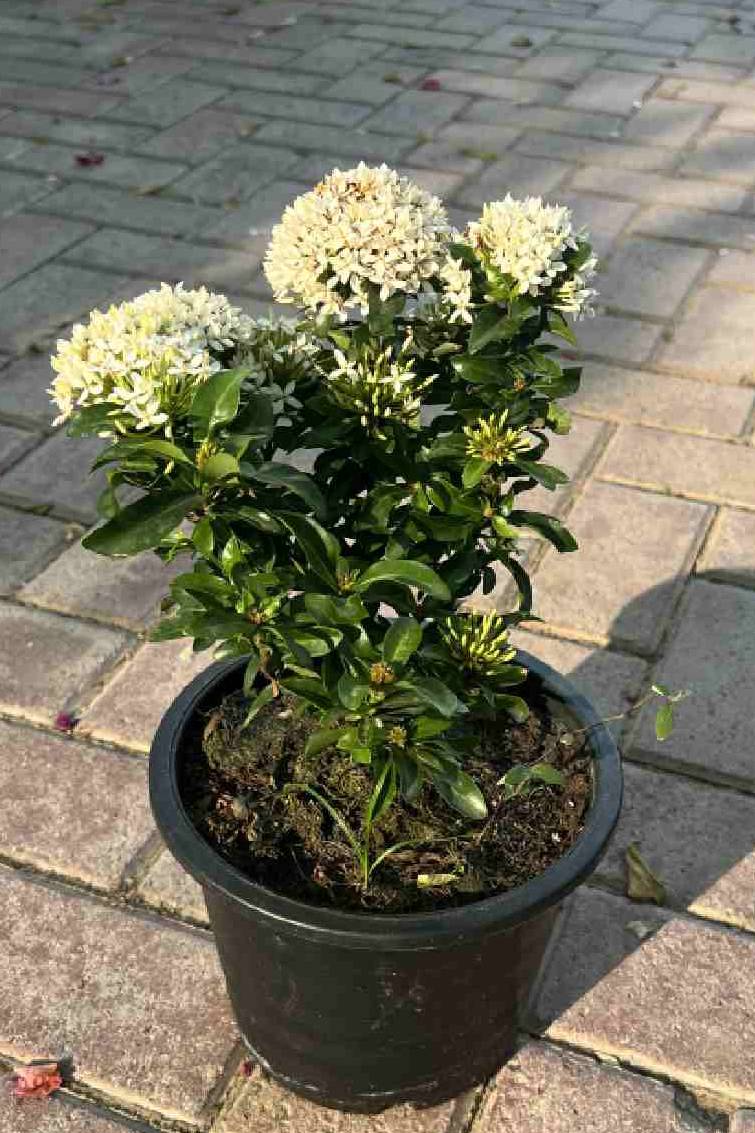 Ixora White