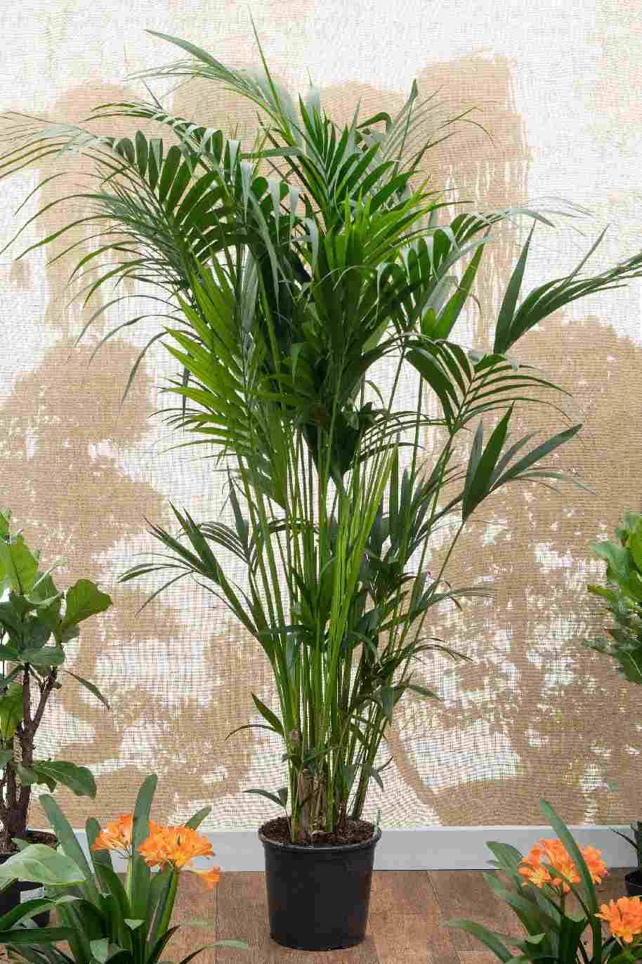 Giant Kentia Palm Holland 3Mtr