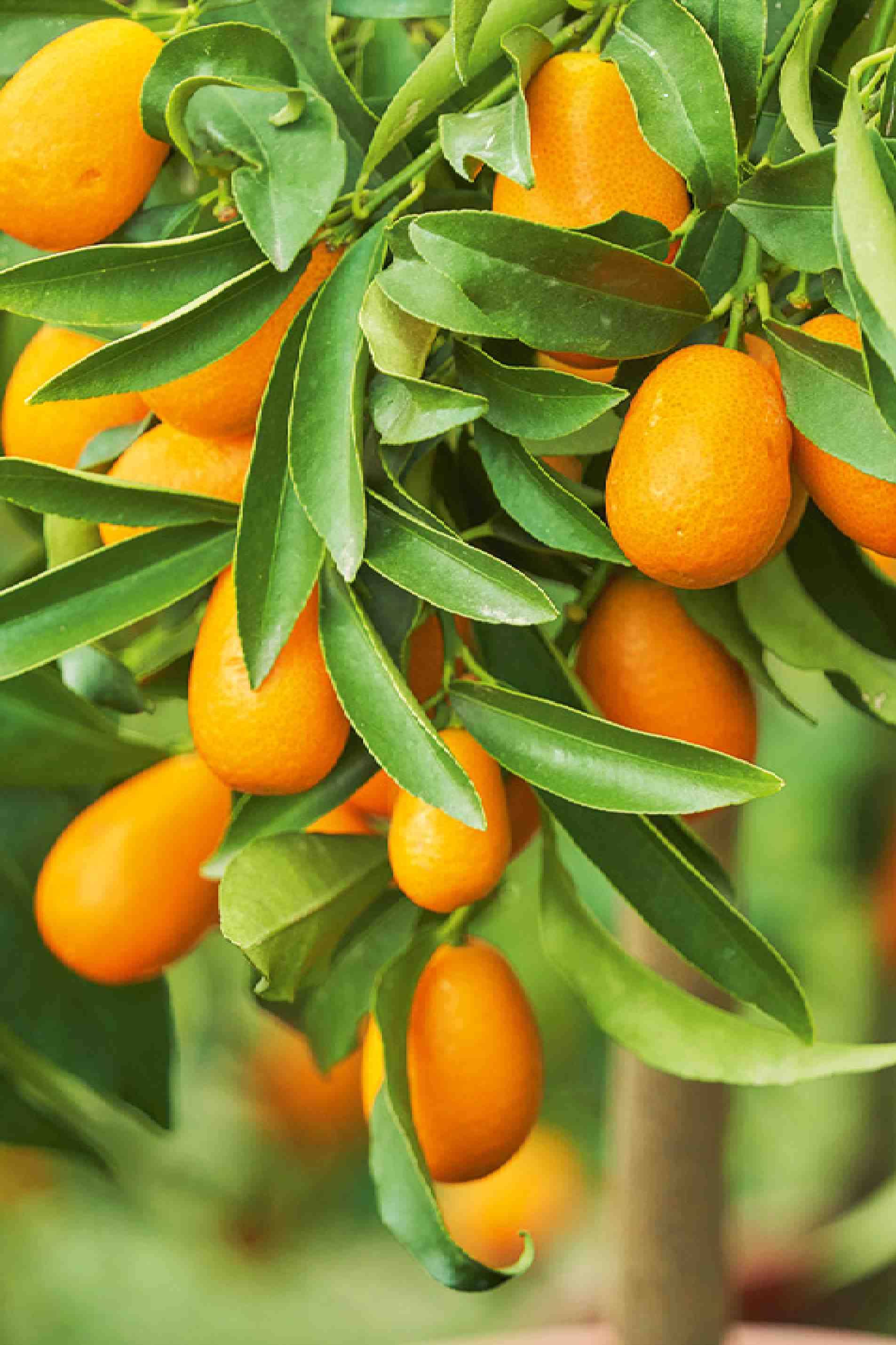 Kumquat Tree