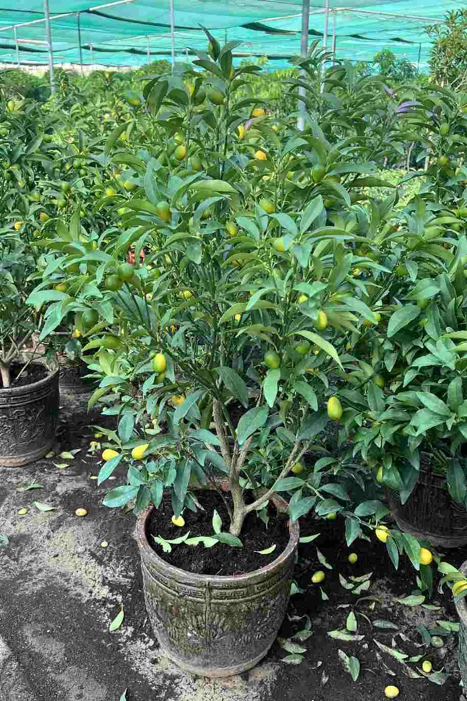 Kumquat Tree