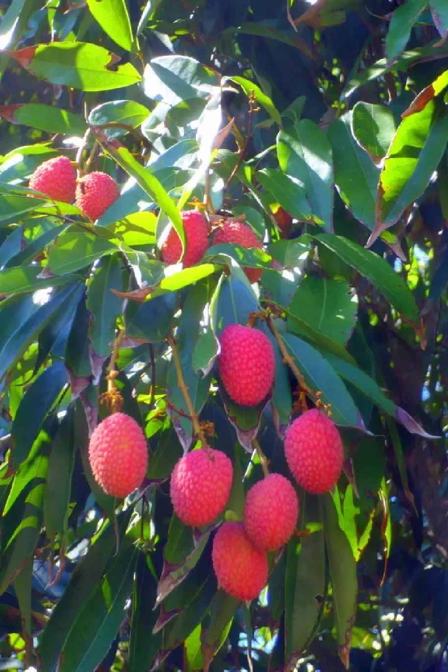 Litchi Tree