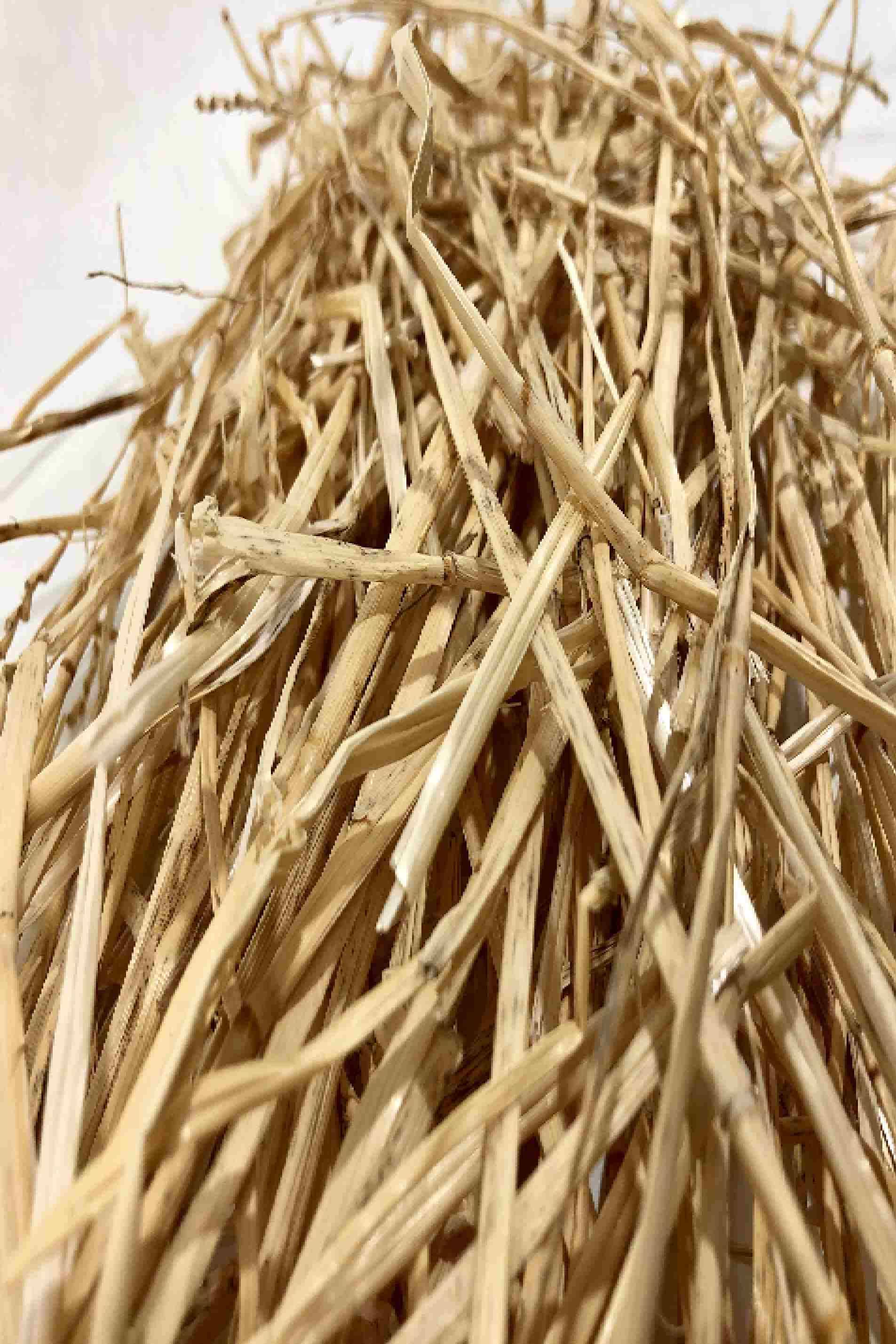 Natural Wheat Straw Grass