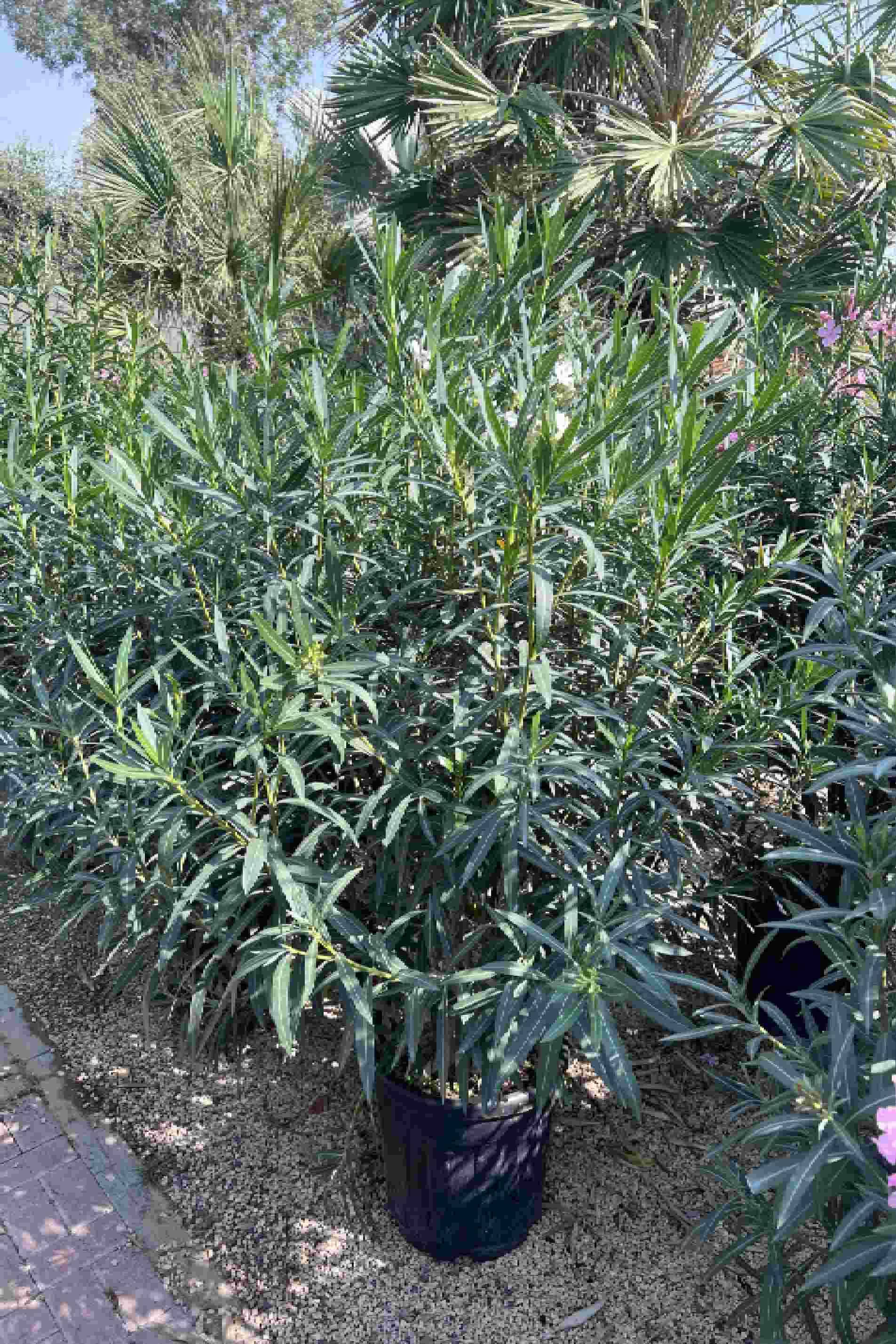 Oleander Bushy