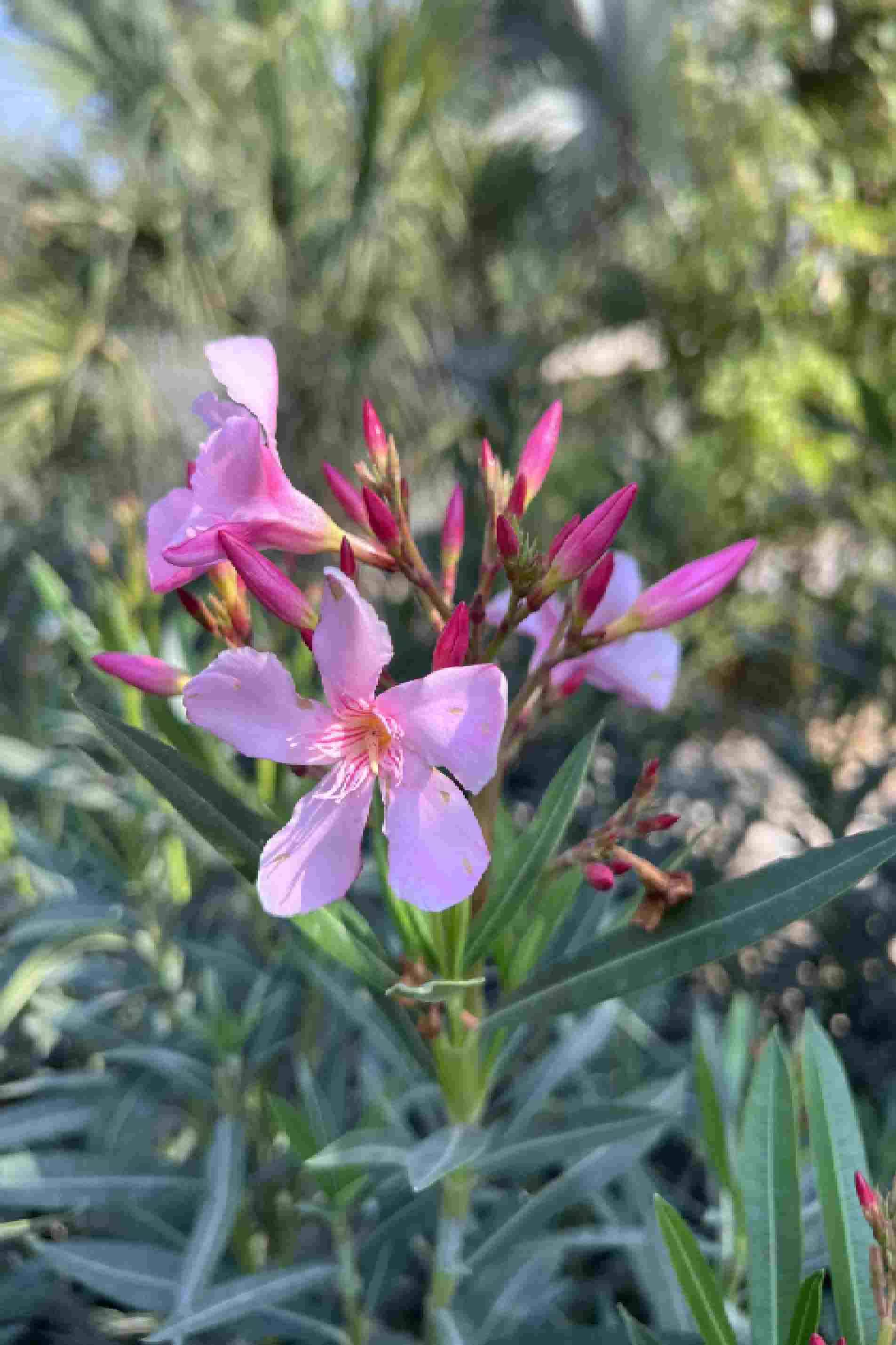 Oleander Bushy