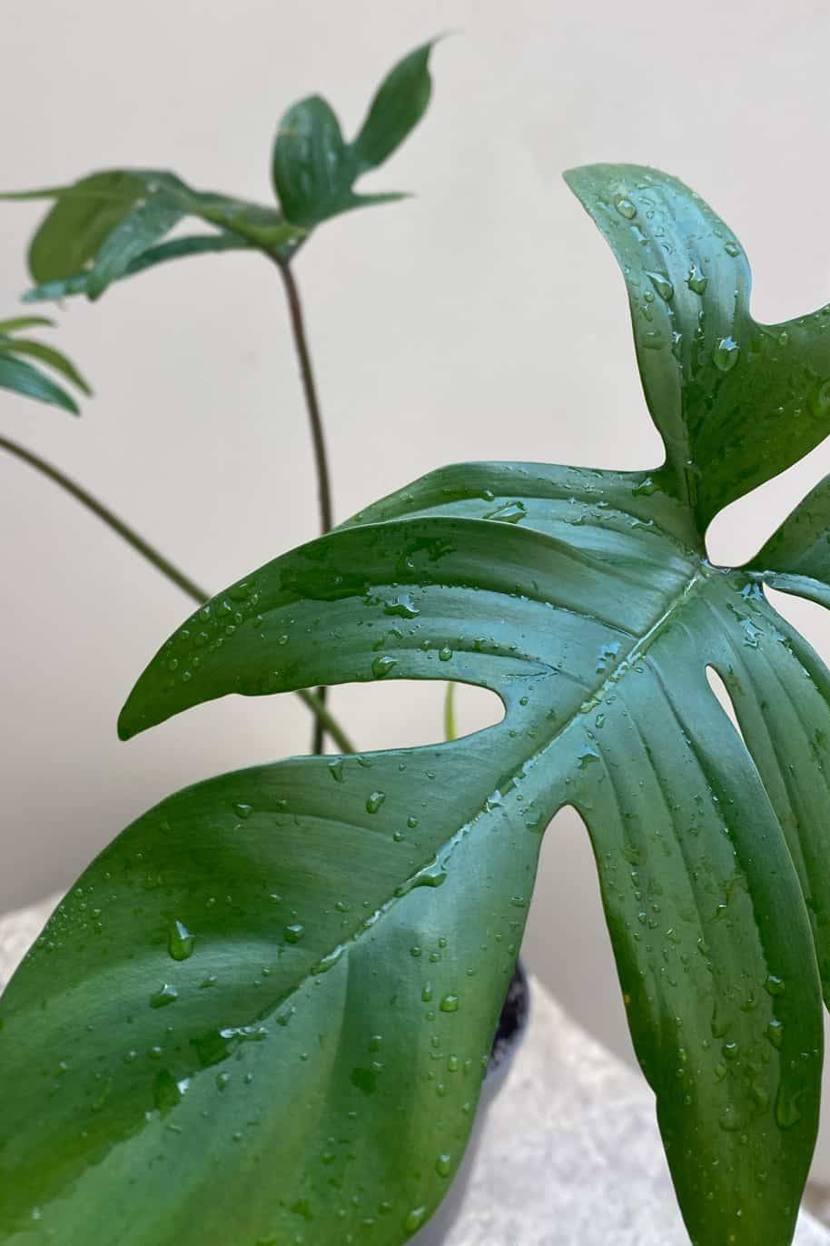 Philodendron Pedatum