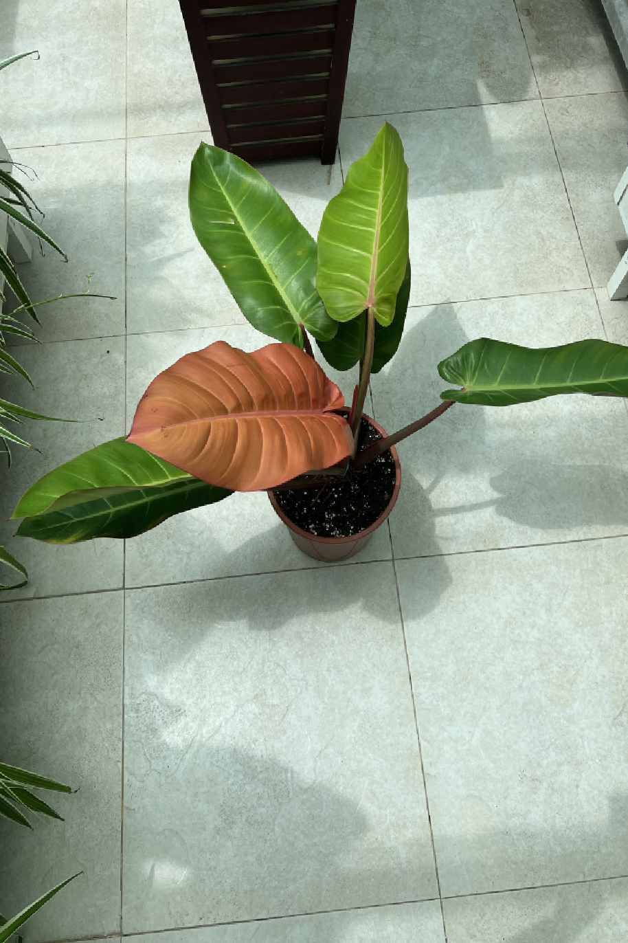 Philodendron Prince of Orange