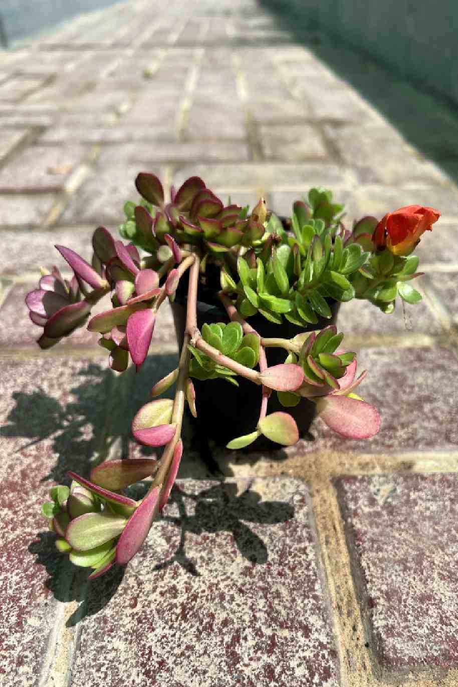 Portulaca Sun Jewels