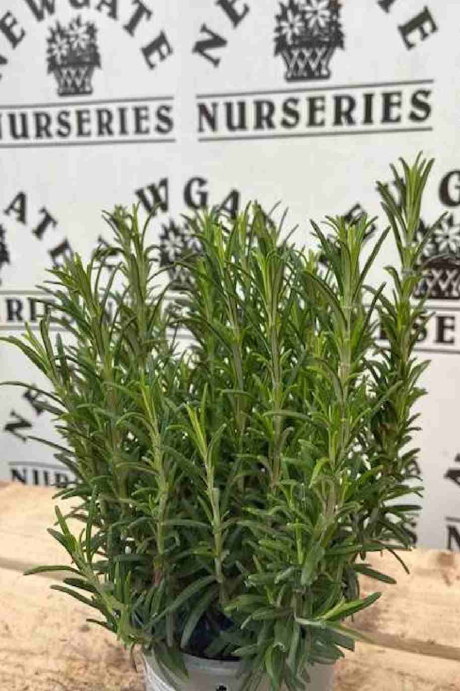 Rosemary Indoor Holland