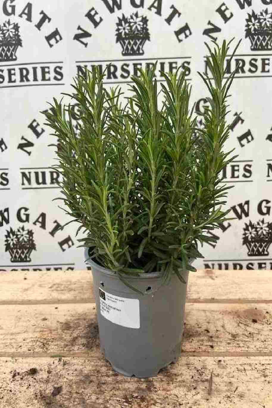 Rosemary Indoor Holland