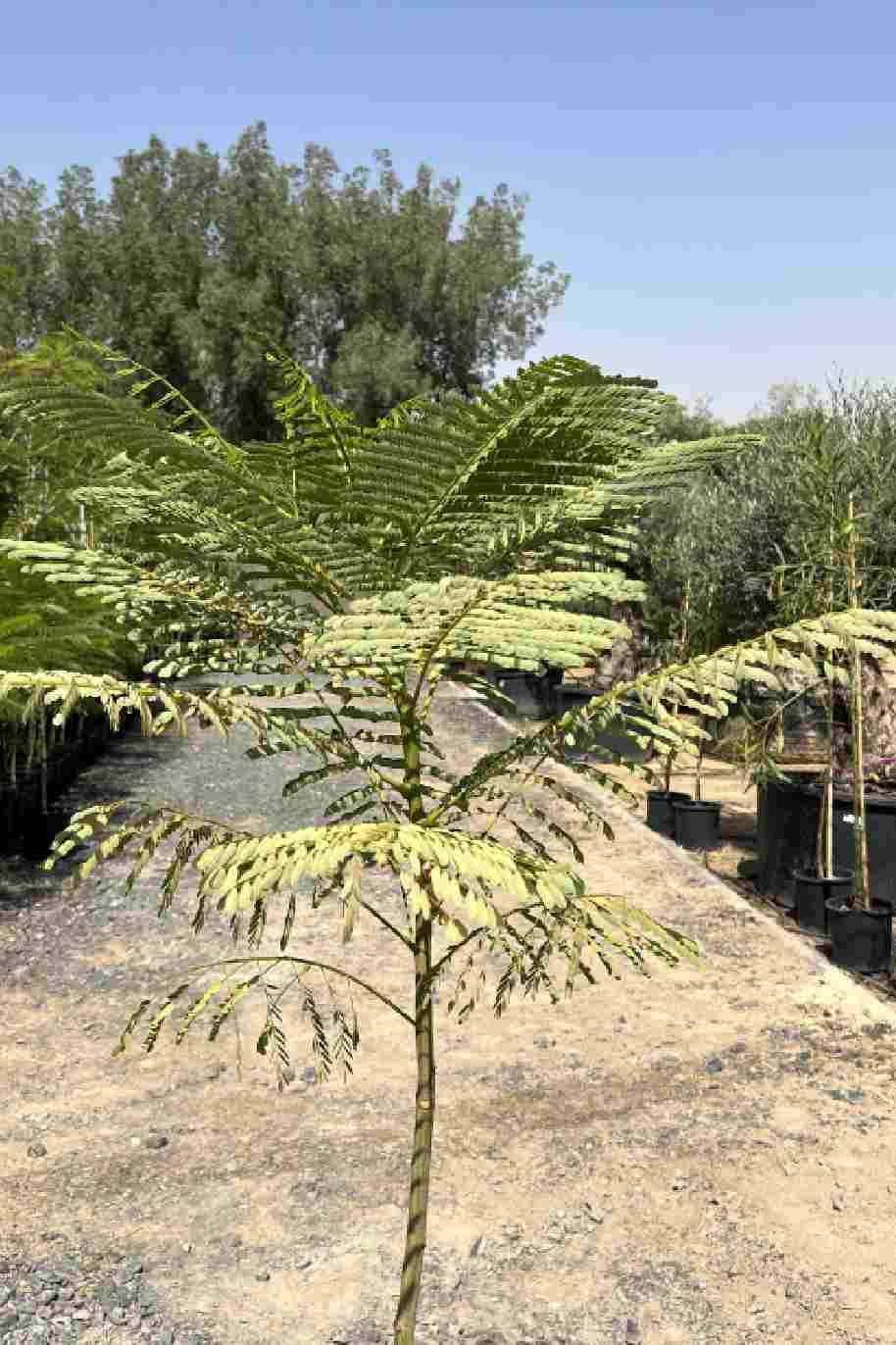 Royal Poinciana 160cm