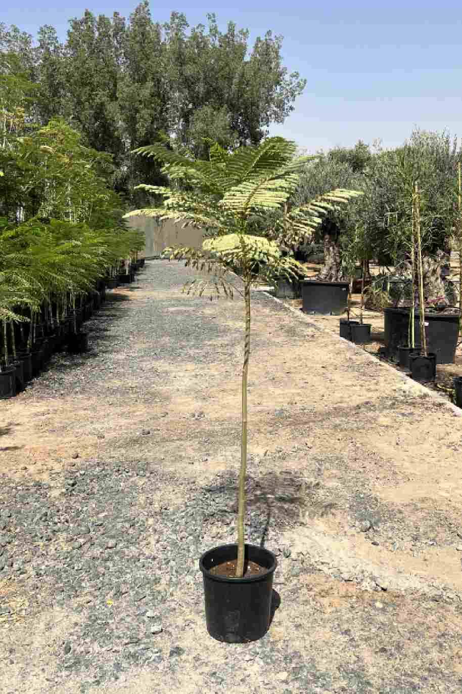 Royal Poinciana 160cm