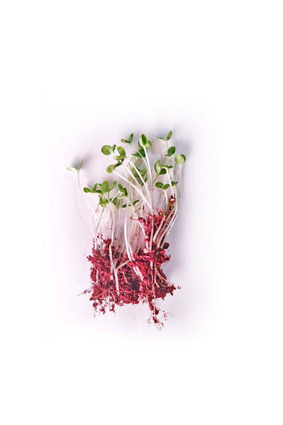 Sesame Microgreen Seeds