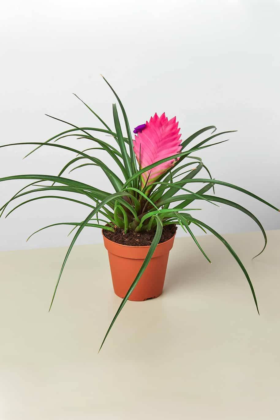 Tillandsia Cyanea Pink Quill