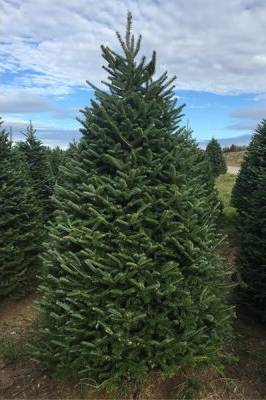 Christmas Tree - Fraser Fir