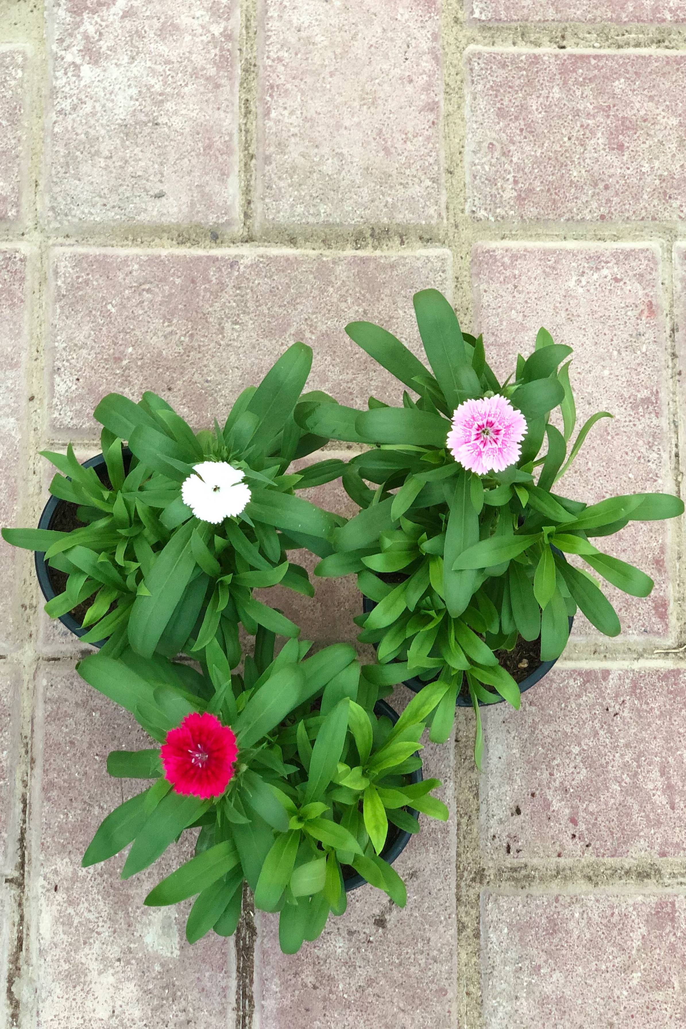 Dianthus Mix