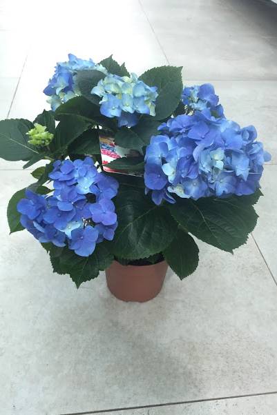 Hydrangea