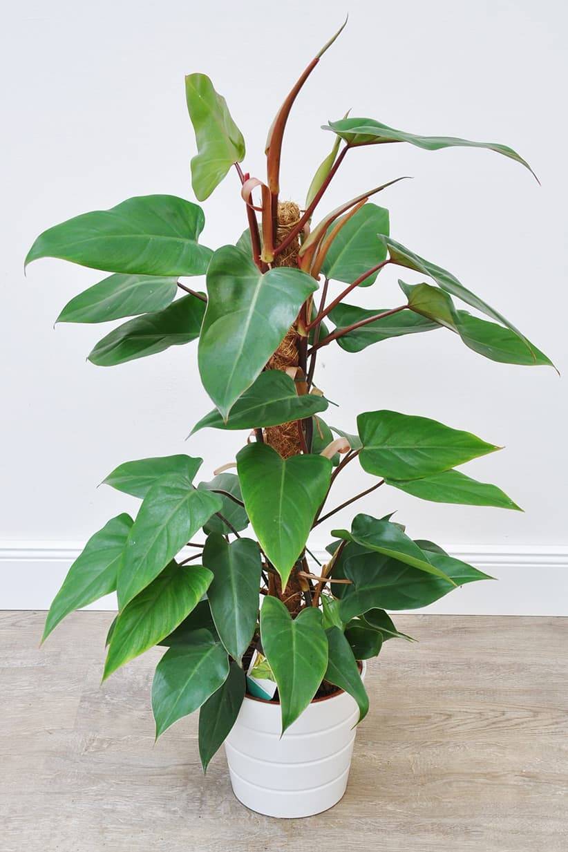 Red Emerald Philodendron