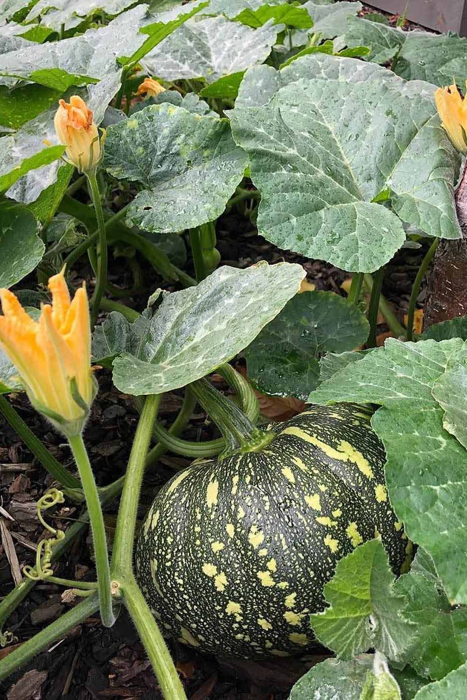 Pumpkin Kent F1 Hybrid Seeds