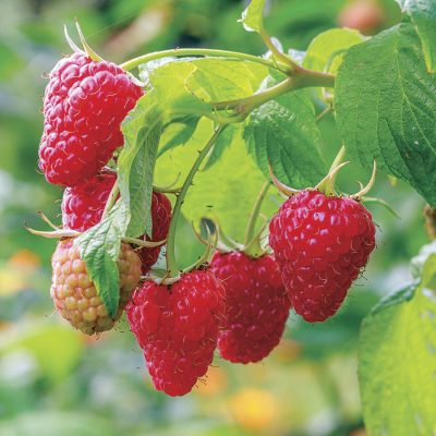 Raspberry Seeds